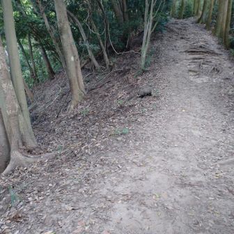 なんかいる