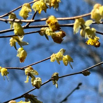 山頂は眺望が無いが、春を待ち侘びた花が迎えてくれました。