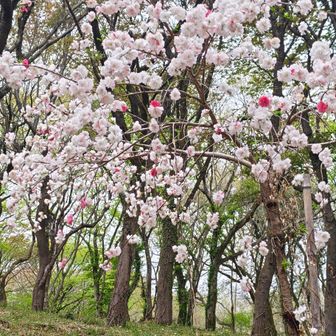 山好きおじさん
