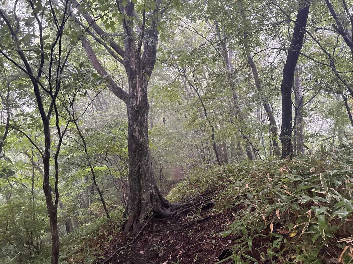 綺麗な道🤩