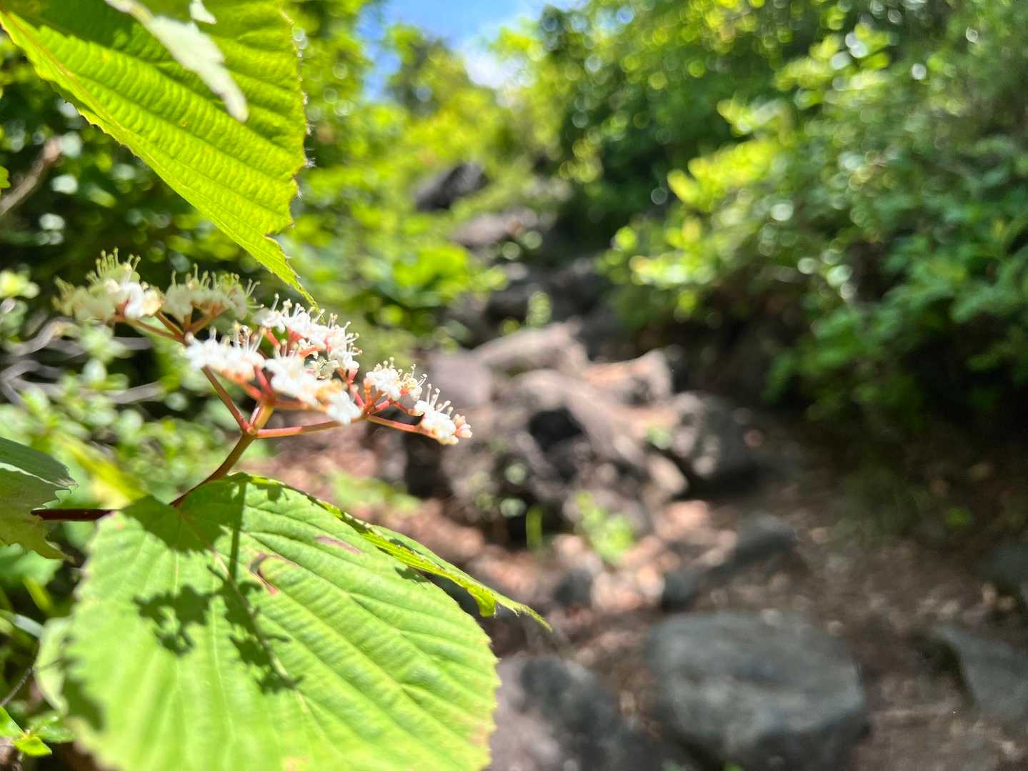 登山道がザレた赤土に変わってきました。
ゴロゴロ岩も。