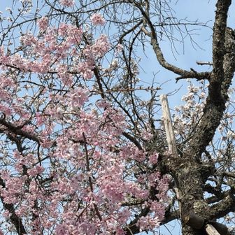 桜🌸綺麗です