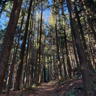 杉が長いっ❗️