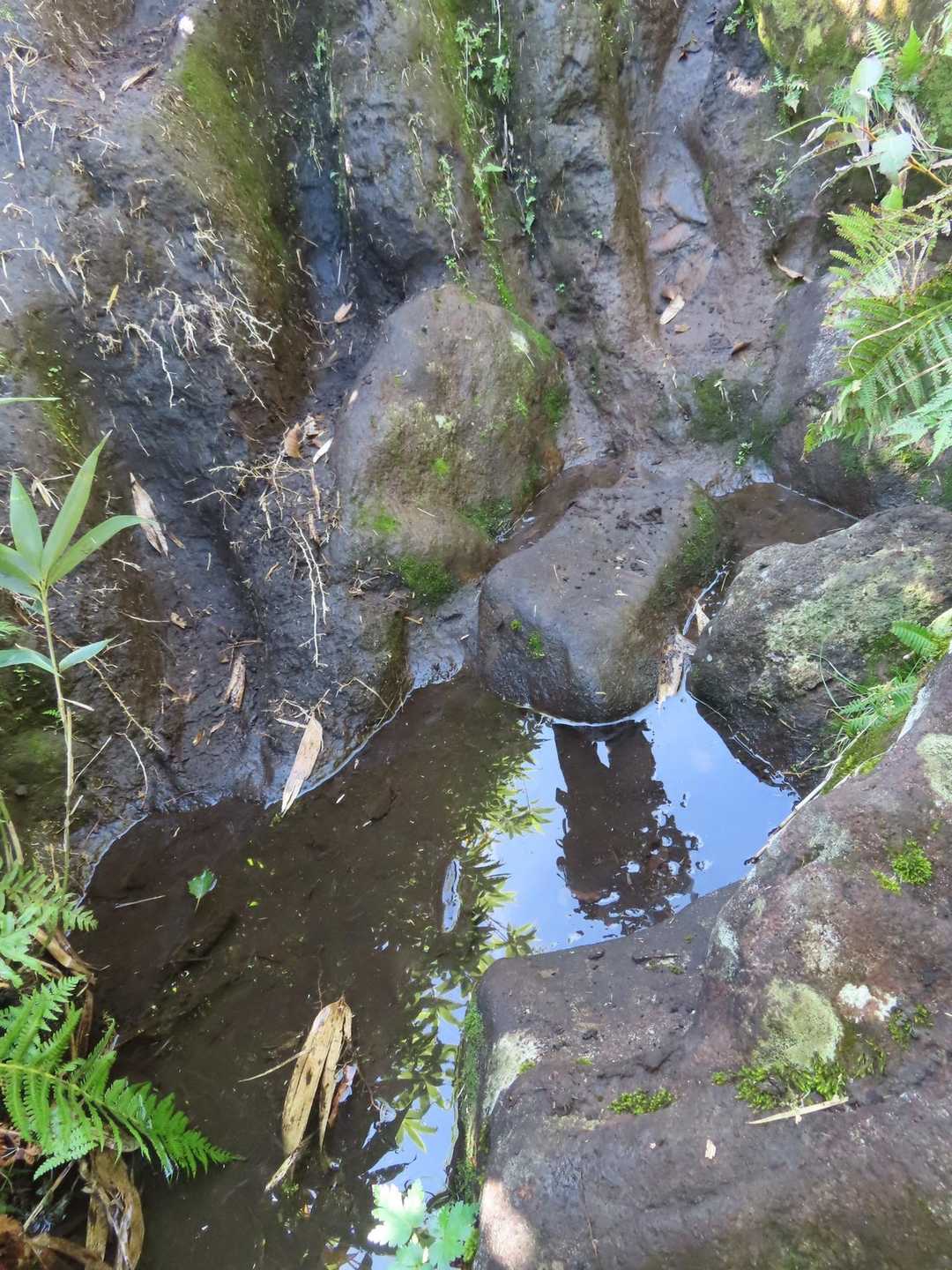 水たまり　濡れても転ぶより良いよね