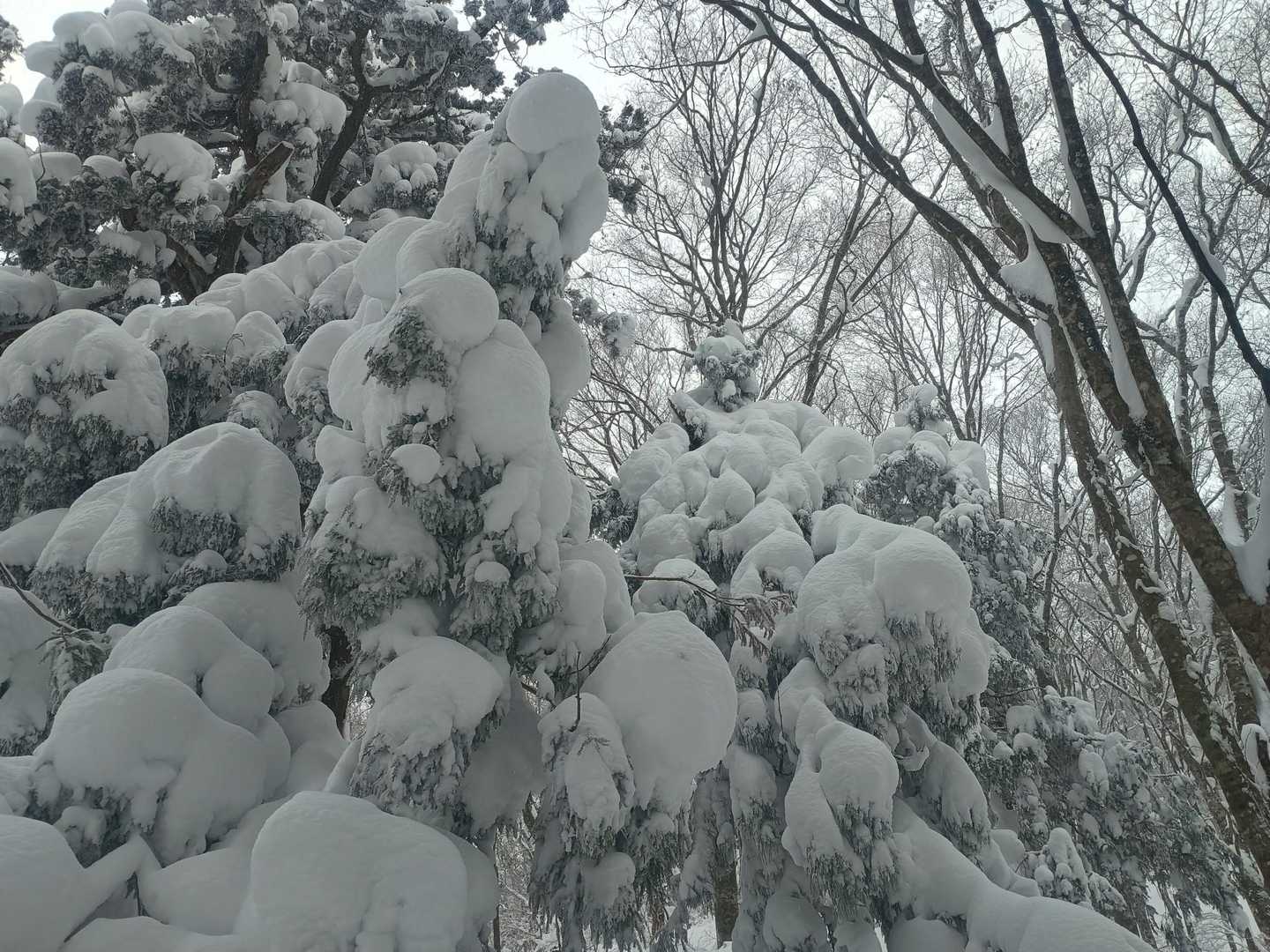 金糞峠-コヤマノ岳-武奈ヶ岳 往復コースの写真