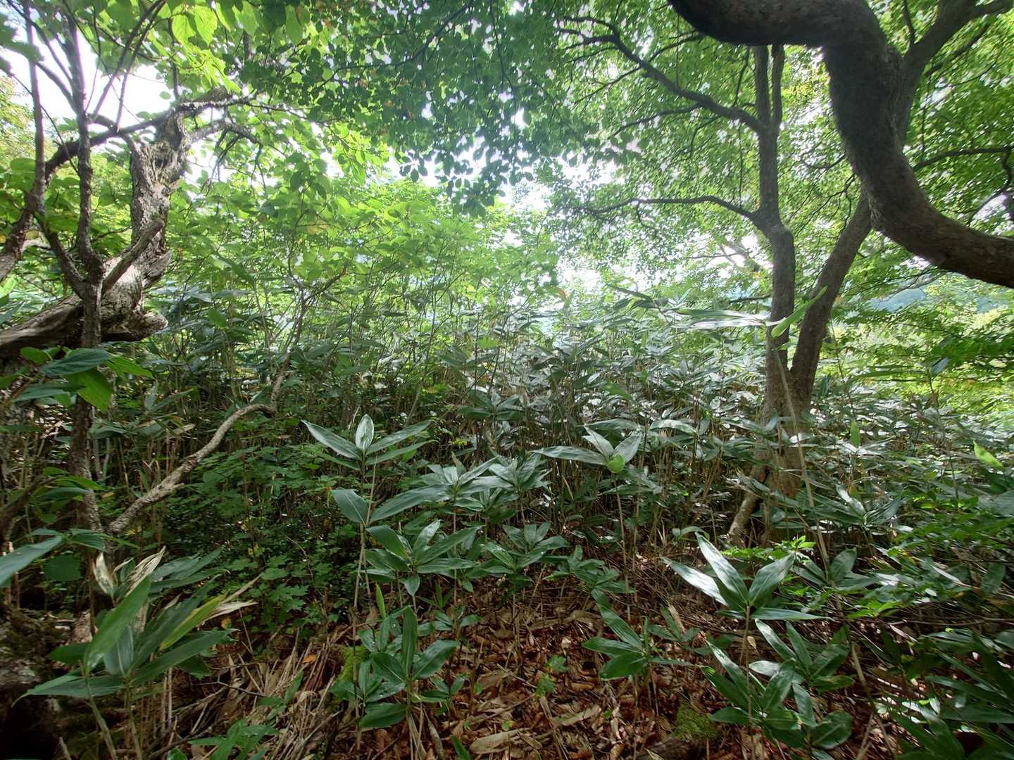 船形山 往復コースの写真