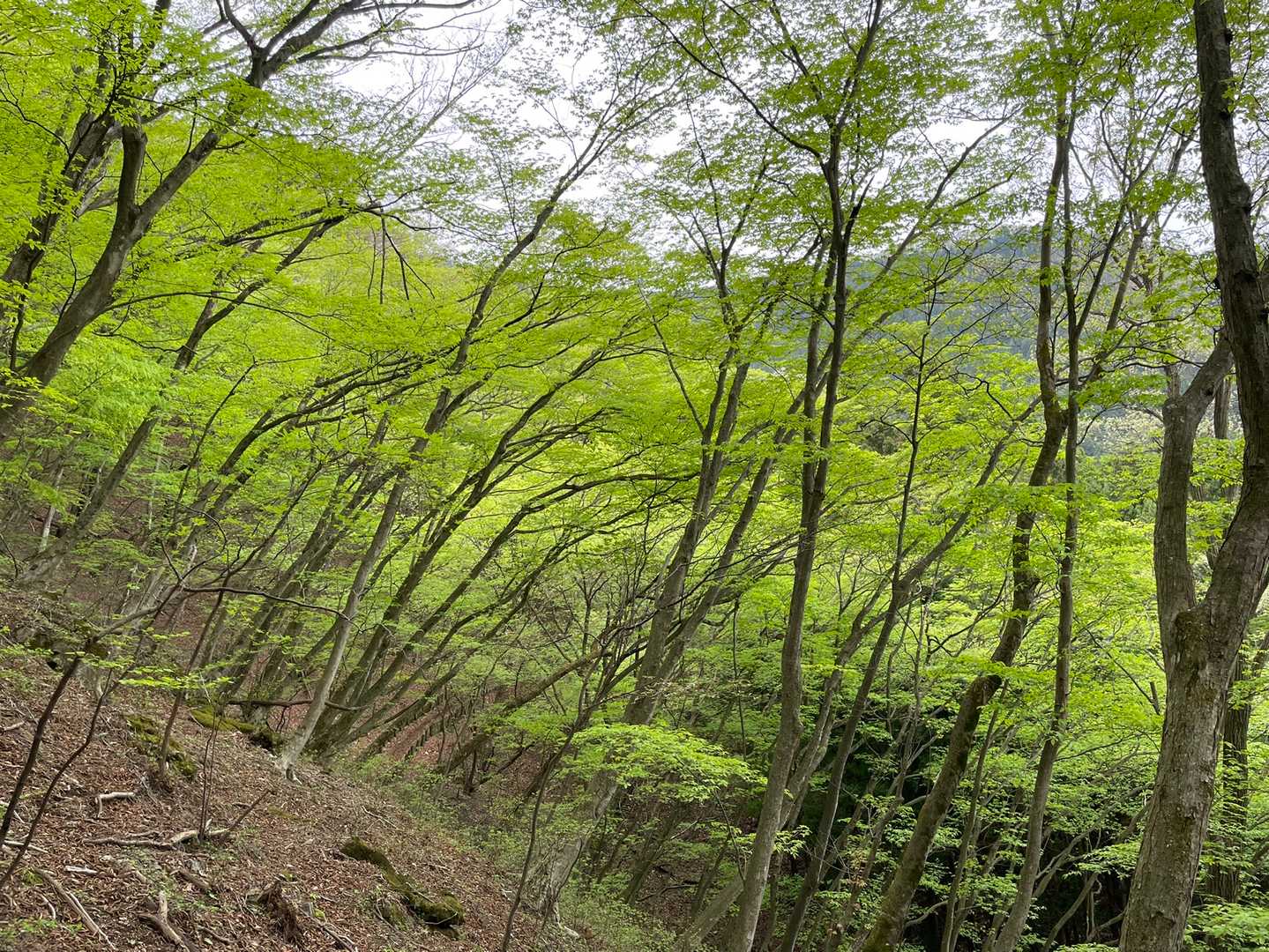 清東橋バス停-棒ノ嶺-権次入峠-白谷沢登山口-龍泉寺登山口 縦走コースの写真