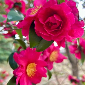 カメラはお留守番。
サザンカが咲き乱れています🌸