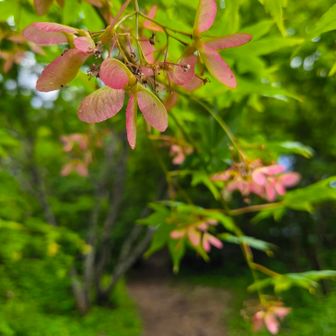 モミジ🍁のタケコプター(実)