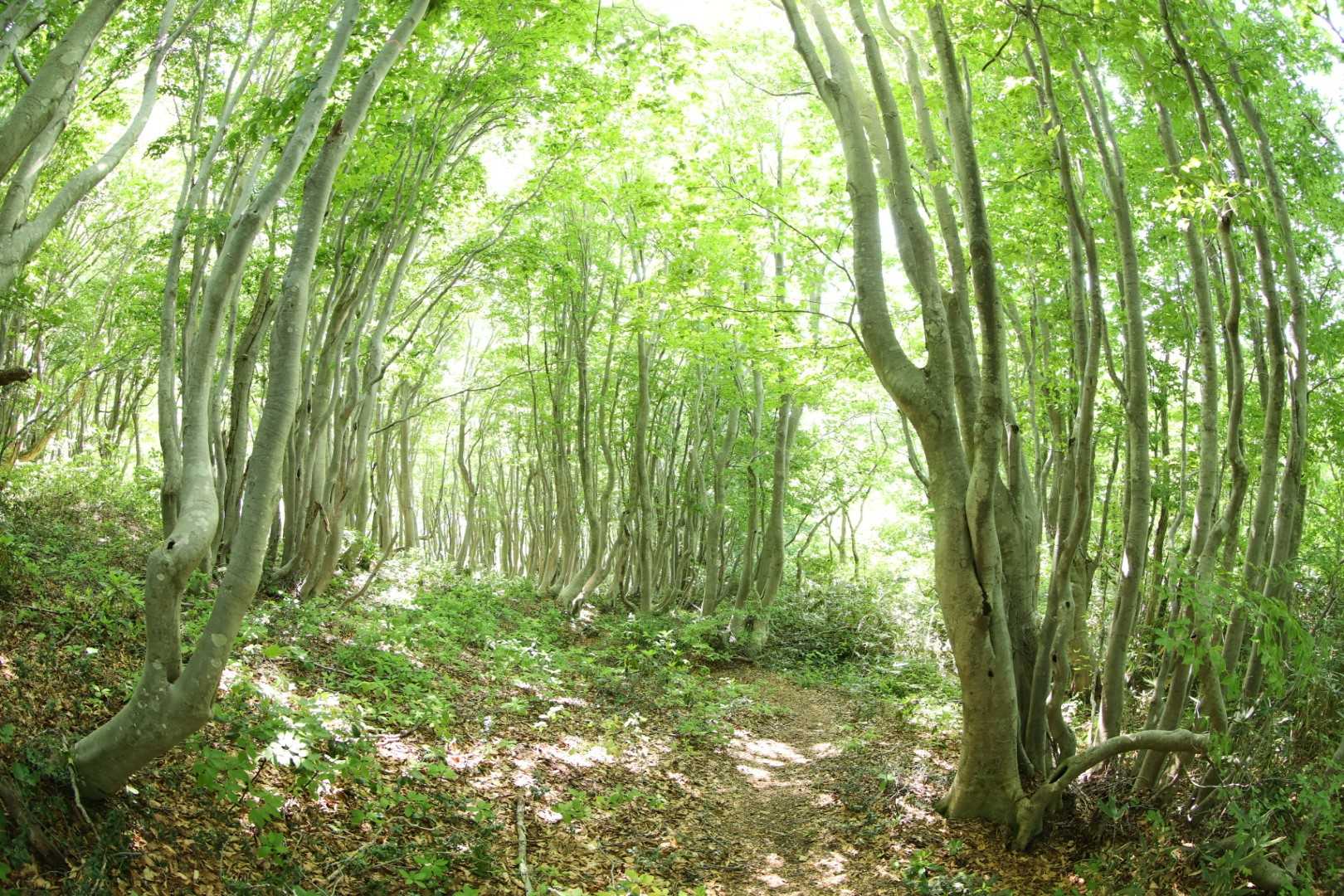 栗ヶ沢登山口-金北山 往復コースの写真
