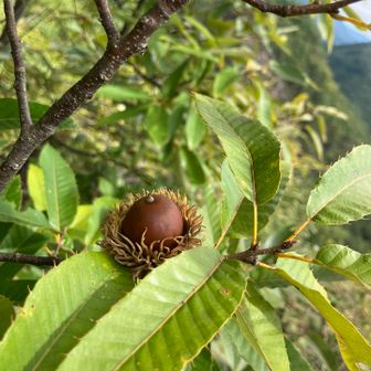 どんぐり山だけに…