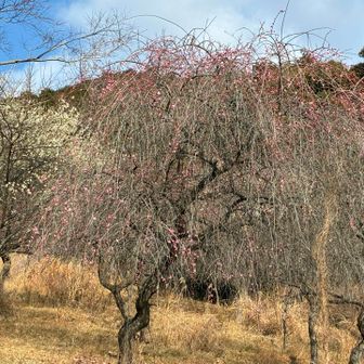 愛宕神社前の梅🌸は3分咲きカナ…