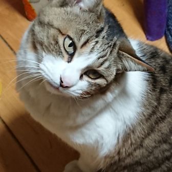 しのた