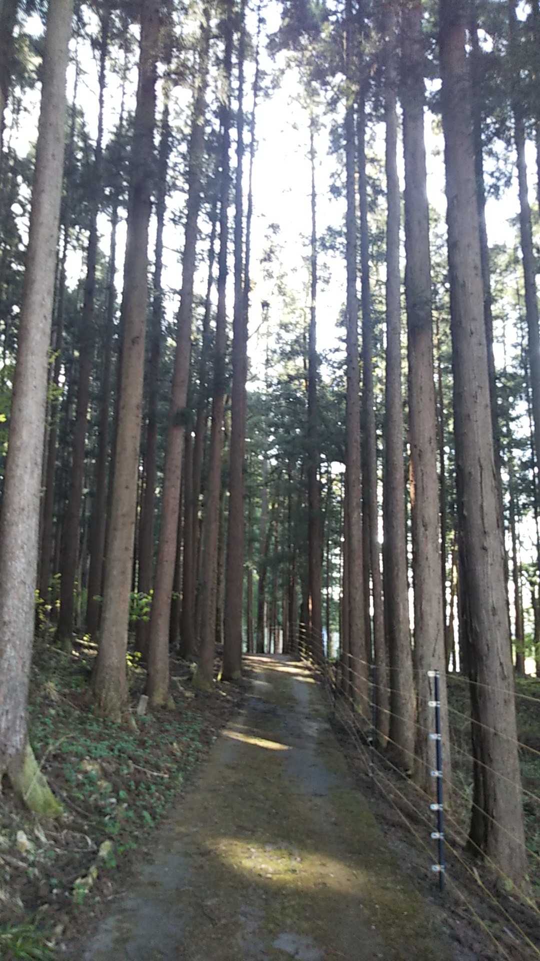 自転車道を歩いて戻ります。
日陰なので２８℃あってもひんやりしていて涼しかった🎵