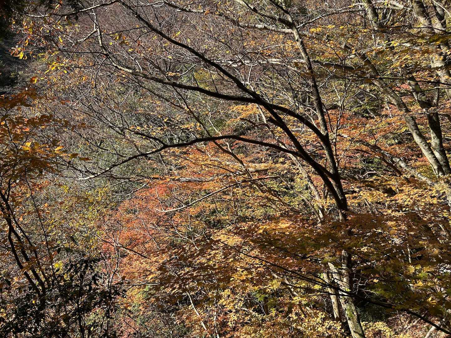 登山口でも紅葉🍁