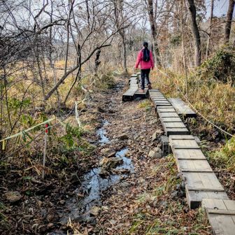 葦毛湿原のお水も少ない🥲
