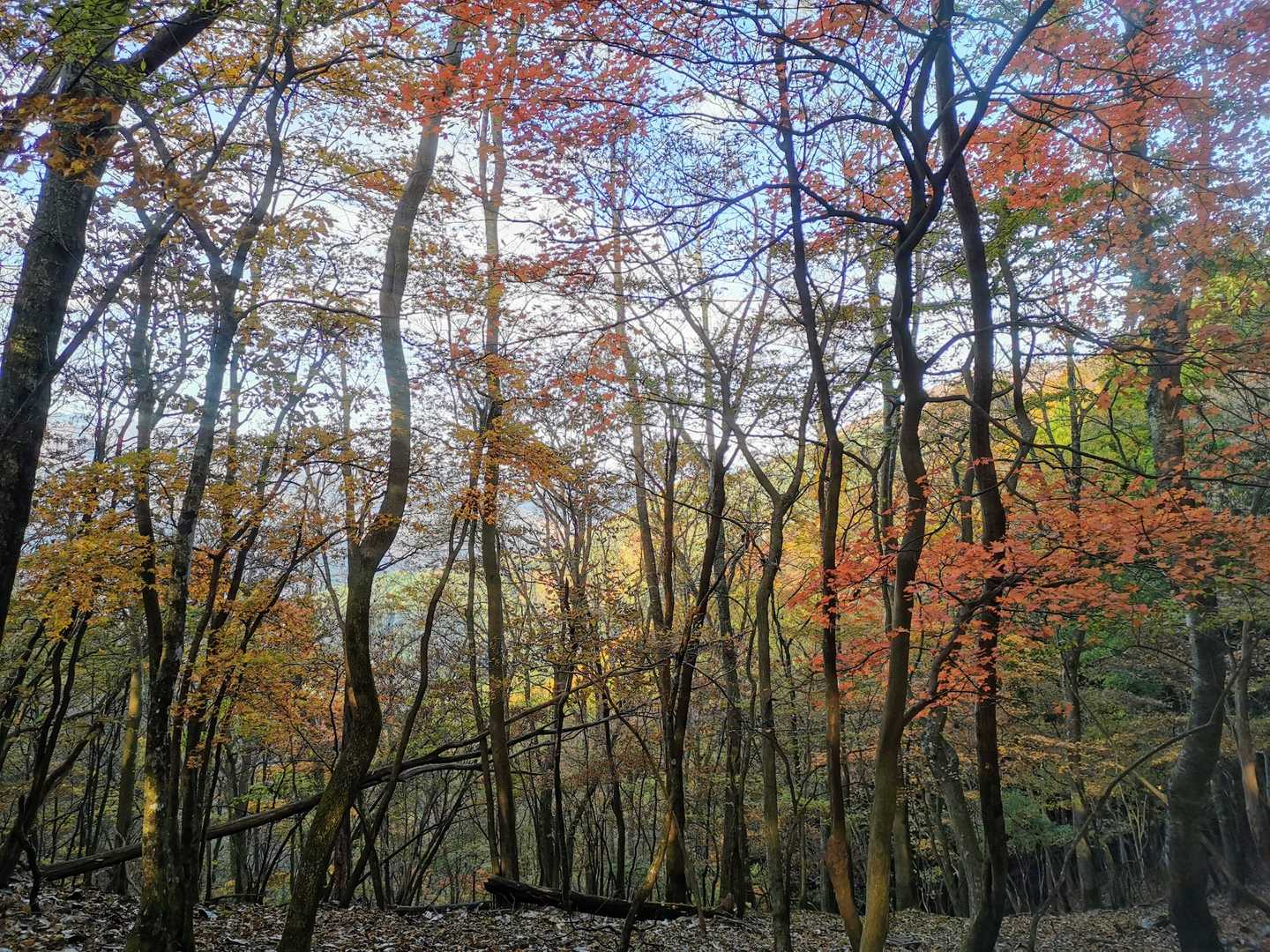 紅葉が疲れを吹き飛ばしてくれます