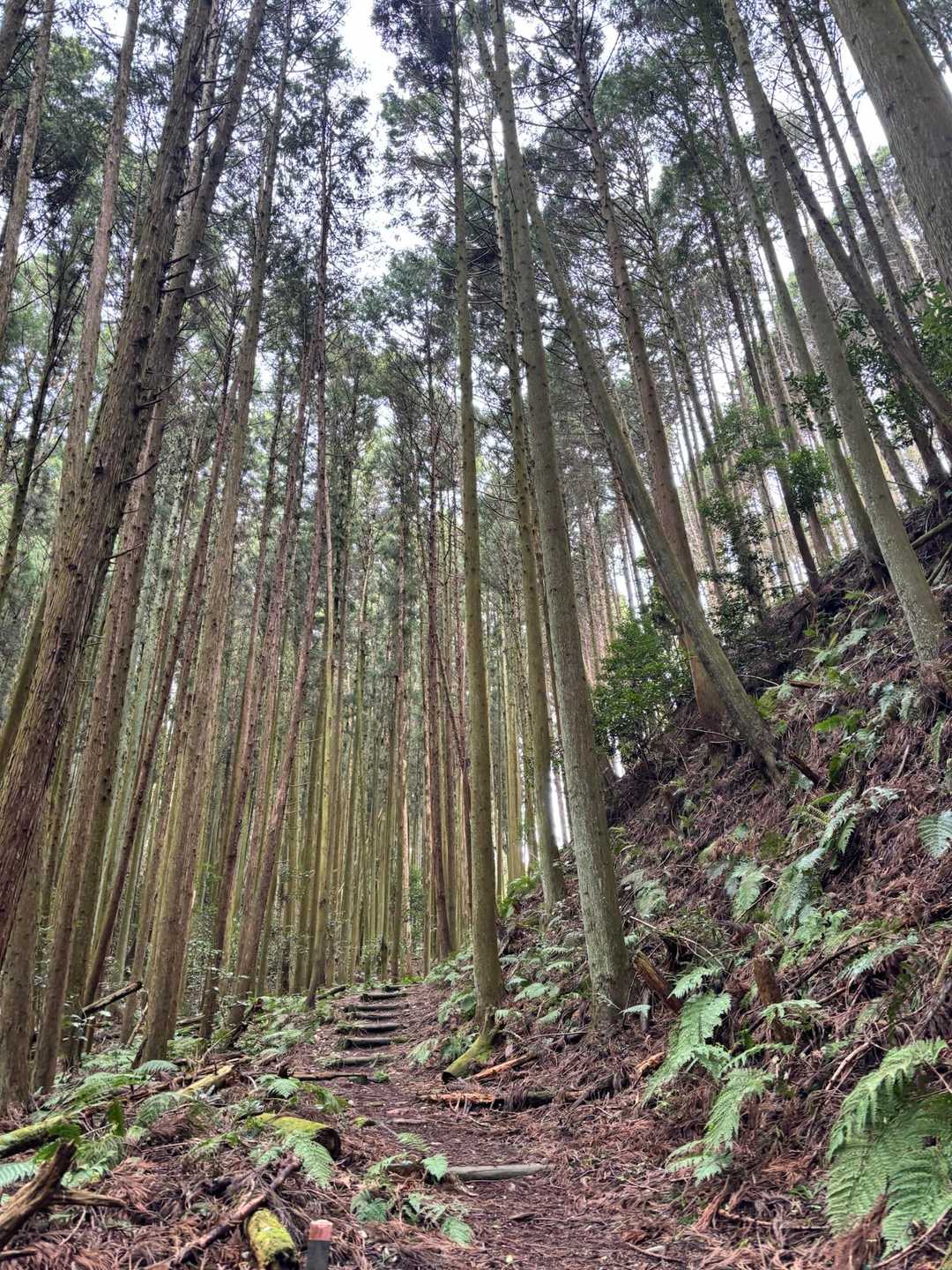 キレイな杉林🌲