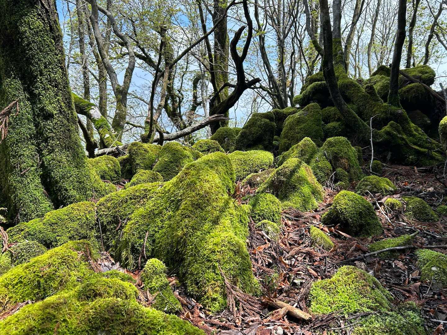 苔にまみれたカルスト🪨