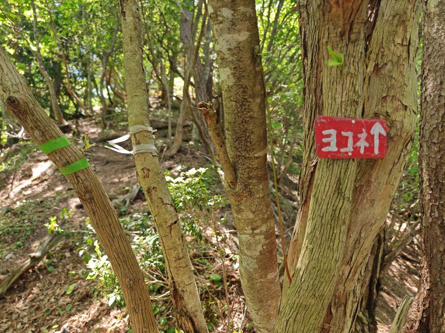 五僧峠-ヨコネ登山口-ヨコネ最高点-ヨコネ-東ヨコネ 周回コースの写真