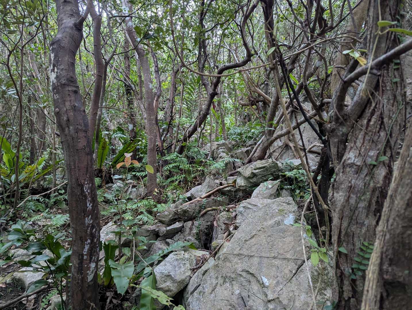 険しくなってきたんだけど。。。