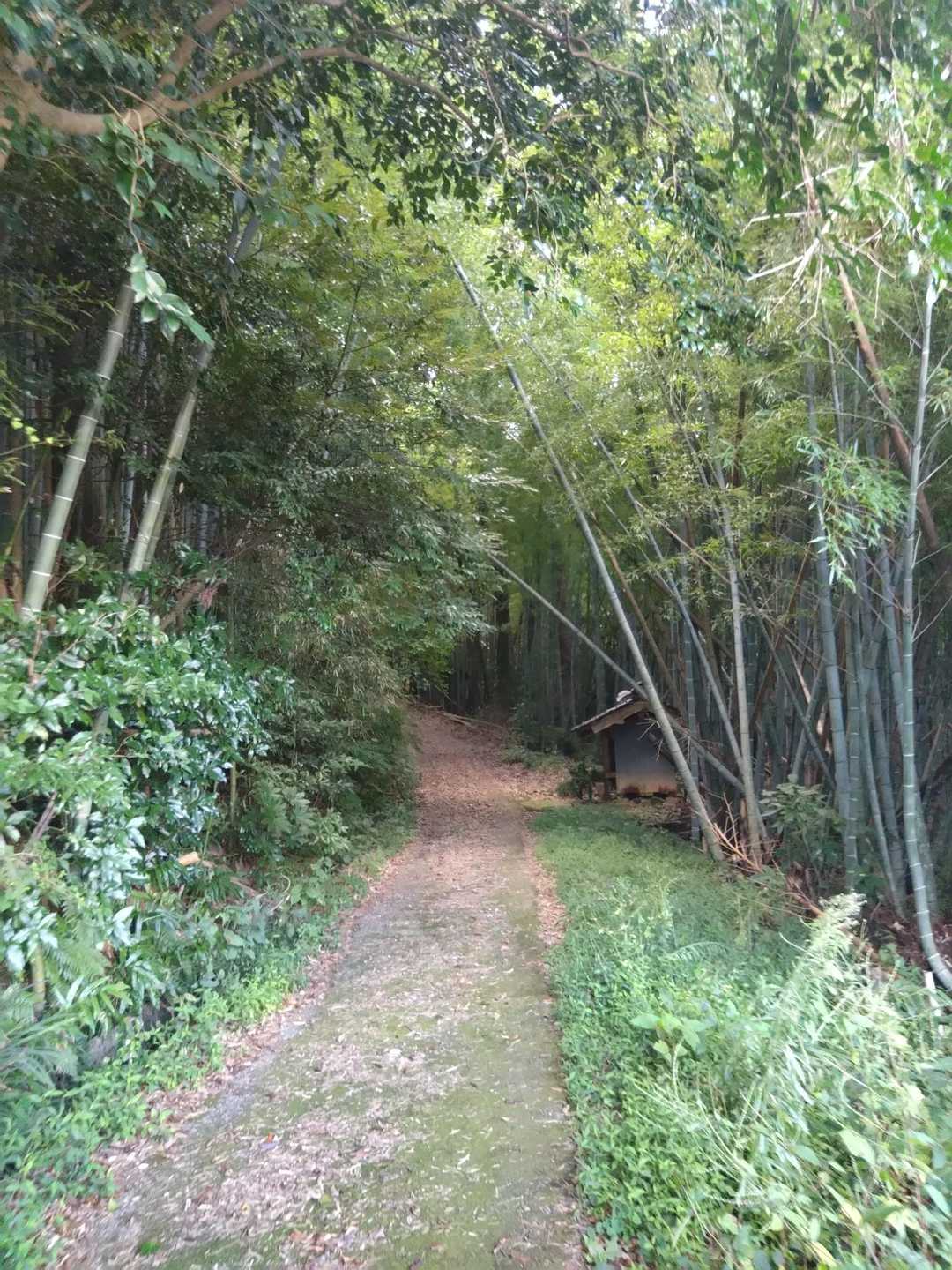 大黒山 往復コースの写真