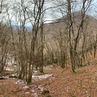 降り積もった落ち葉があたたかくてほっとする。
中峠から西南陵へと向かう。