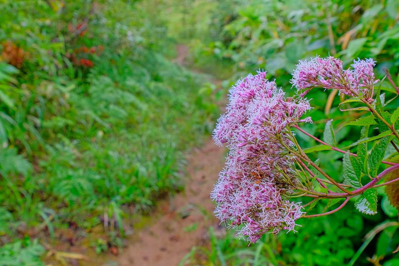 最近、山でよく見かける綿毛のようなピンクの花。