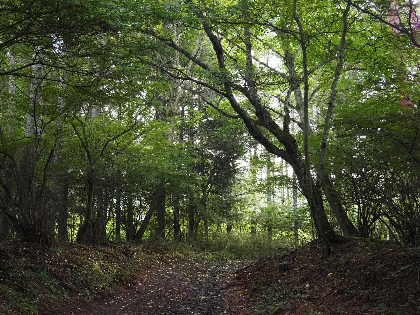 鳥居地峠-高座山 往復コースの写真