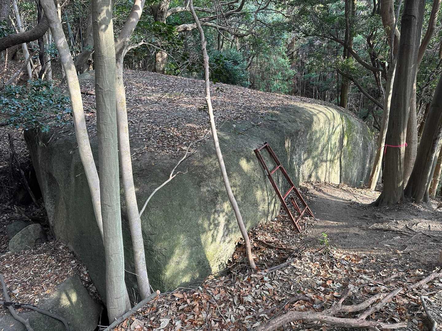 上に乗れます🪜