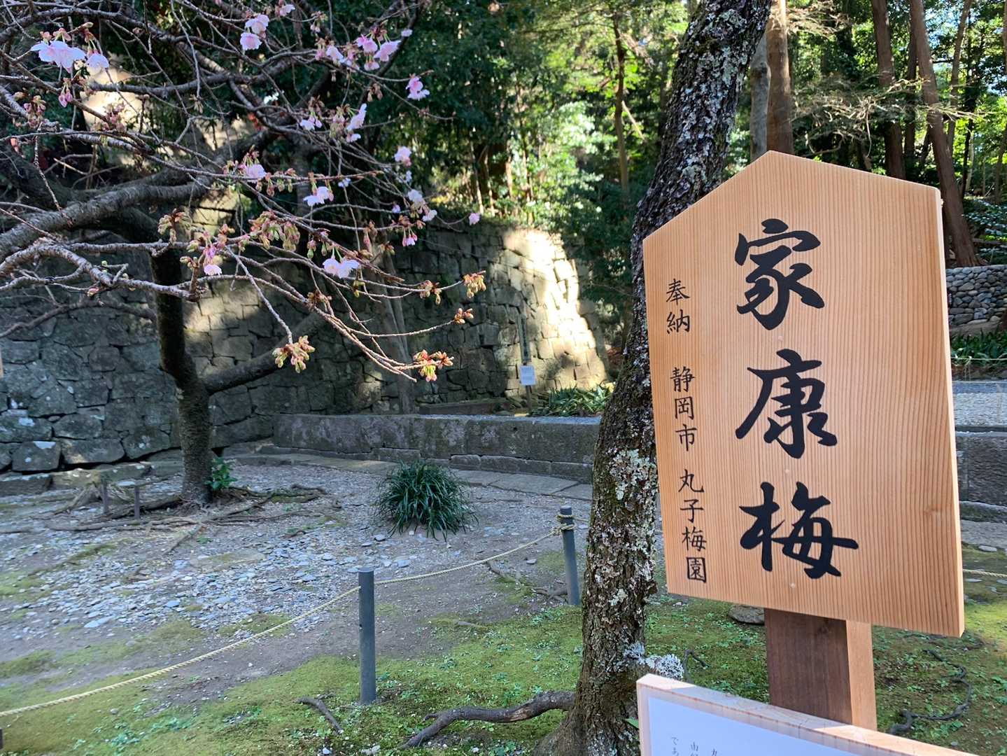 ちらほら咲いていました