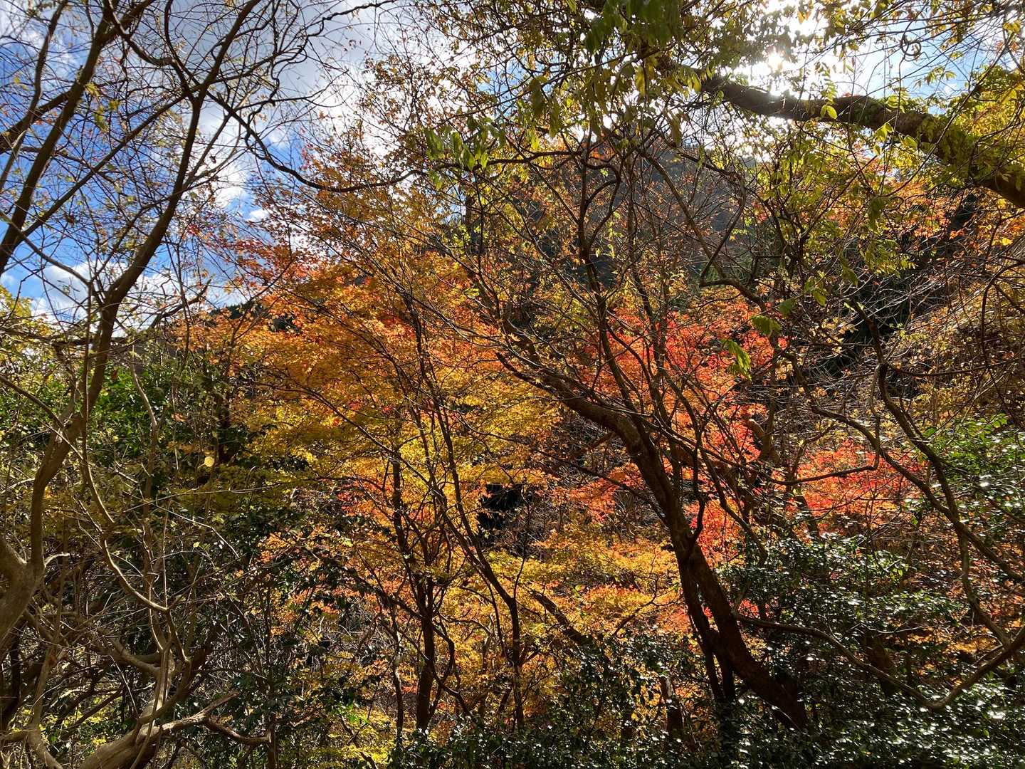 まだまだ綺麗🍁
奥に見えるシルエットも素敵