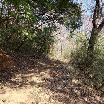 右に行けばアセビの群生が待っていそうな気配がします。