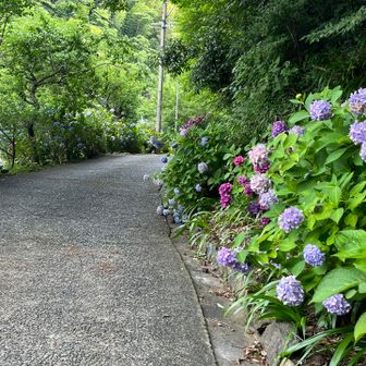 林叟院の紫陽花もキレイです