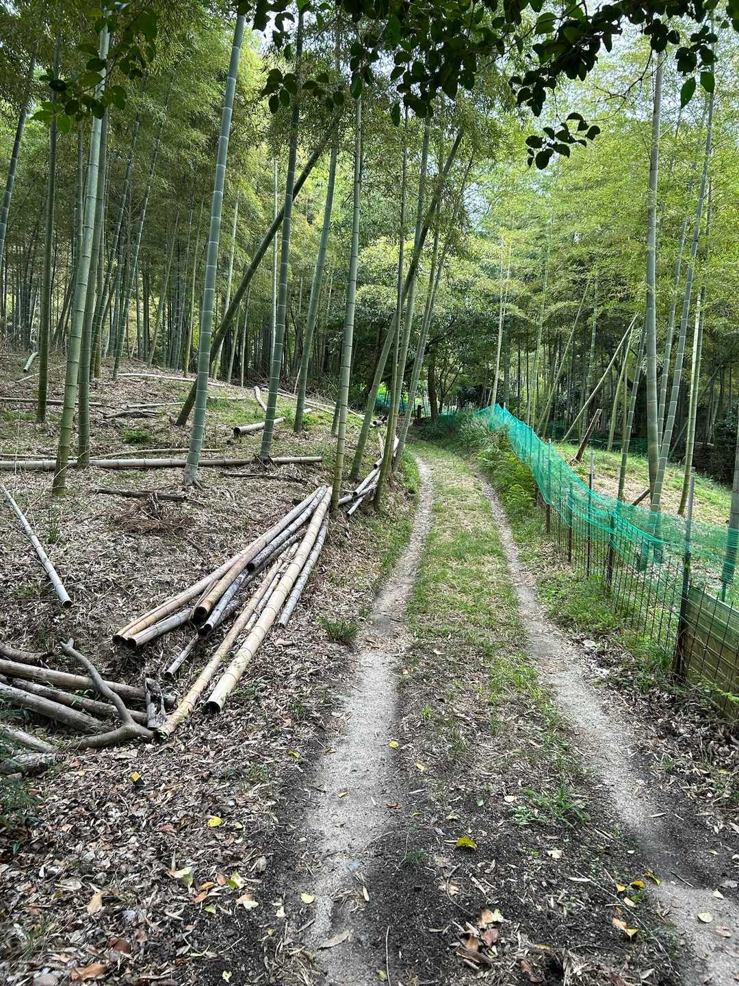 竹林を抜けていきます。