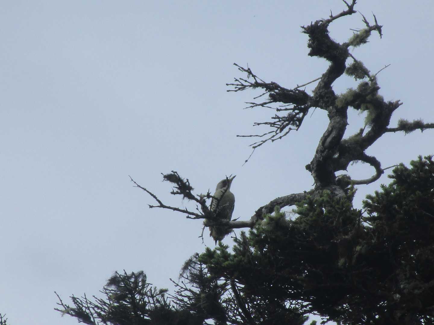 鳥がいい声で鳴いていた。コゲラの仲間だろうか？🐦