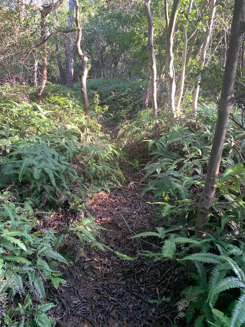 さらに登っていきます