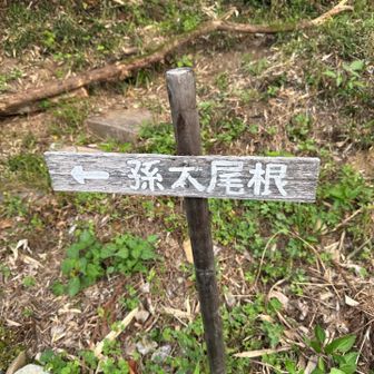 孫太尾根は歩きやすい