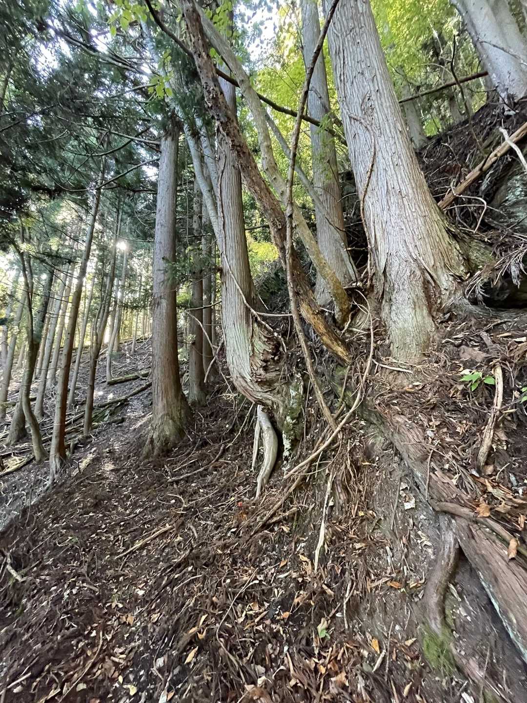 黒笠山 往復コースの写真