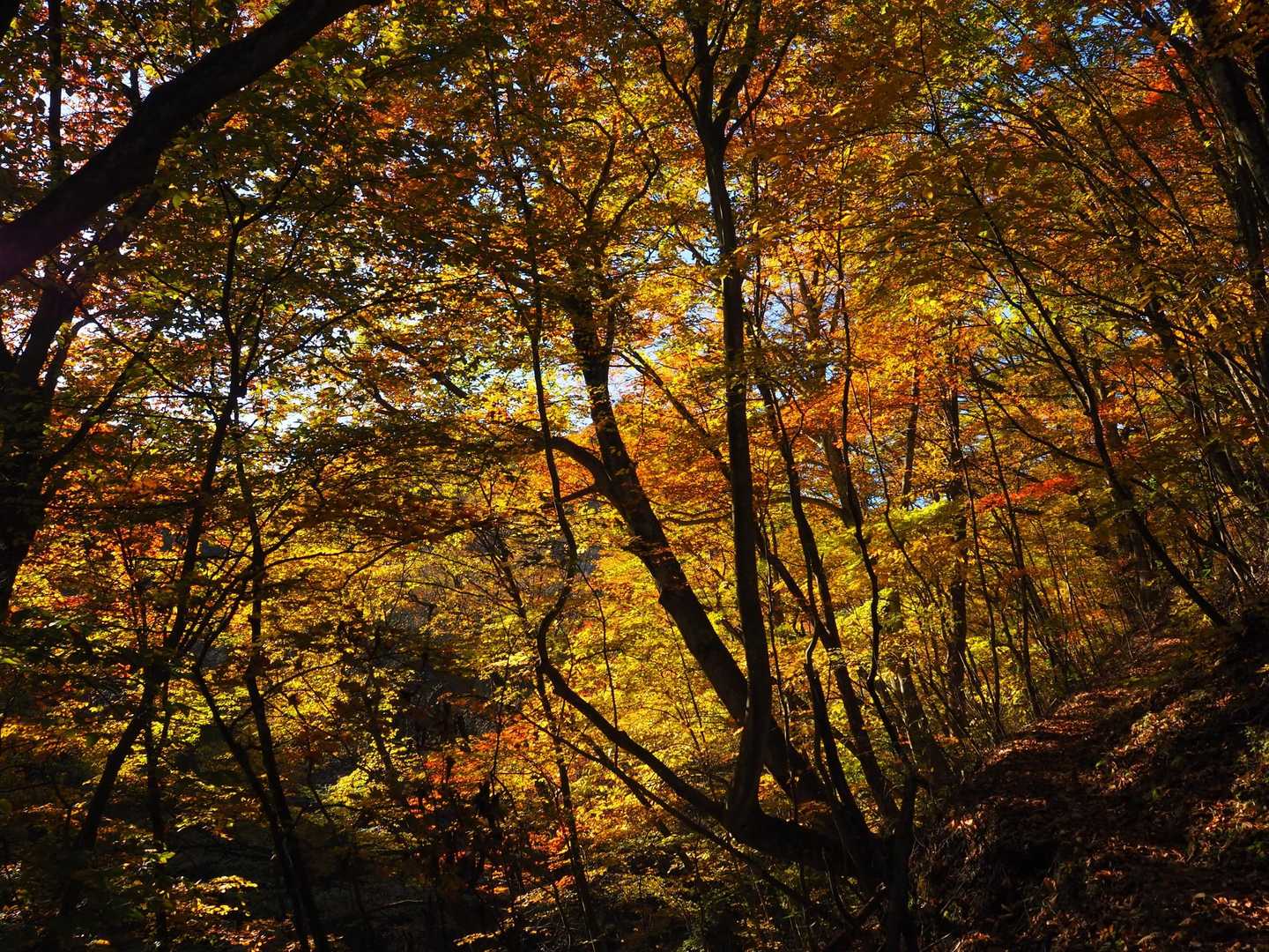紅葉回廊の始まり*｡･+(人*´∀`)+･｡*