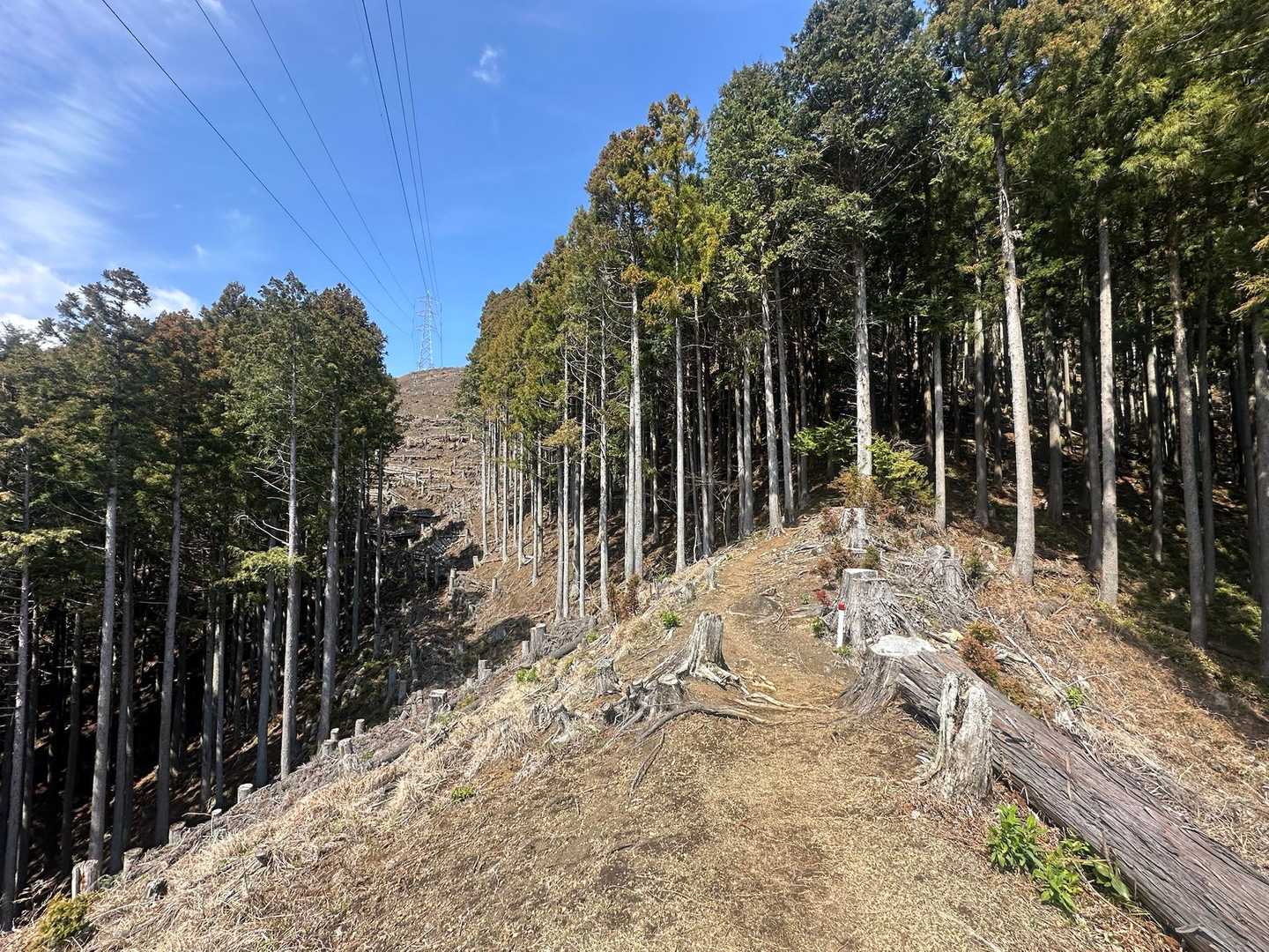 樹林帯や伐採された道