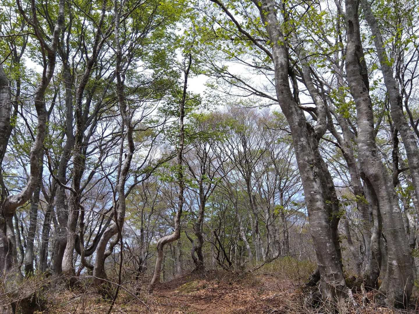 花を見るため下ばかり見がちだがこの山は木も素敵✨
