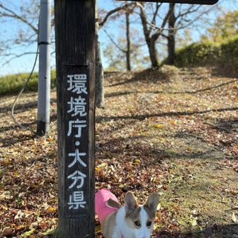 リードの噛み癖治さんとやばい😅
