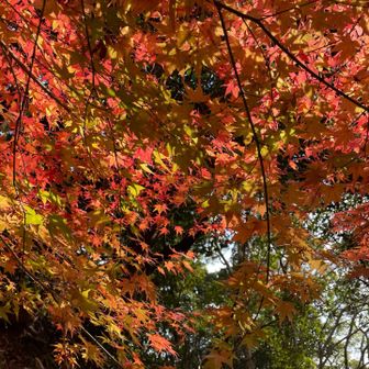 まだまだ紅葉🍁
