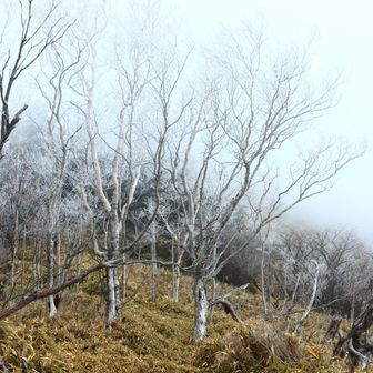 霧氷よ〜ヽ(´▽｀)/
とおばちゃん言ってたが霧氷とか楽しみに来たんじゃないのよ。
快晴の富士山撮りに来たの😢