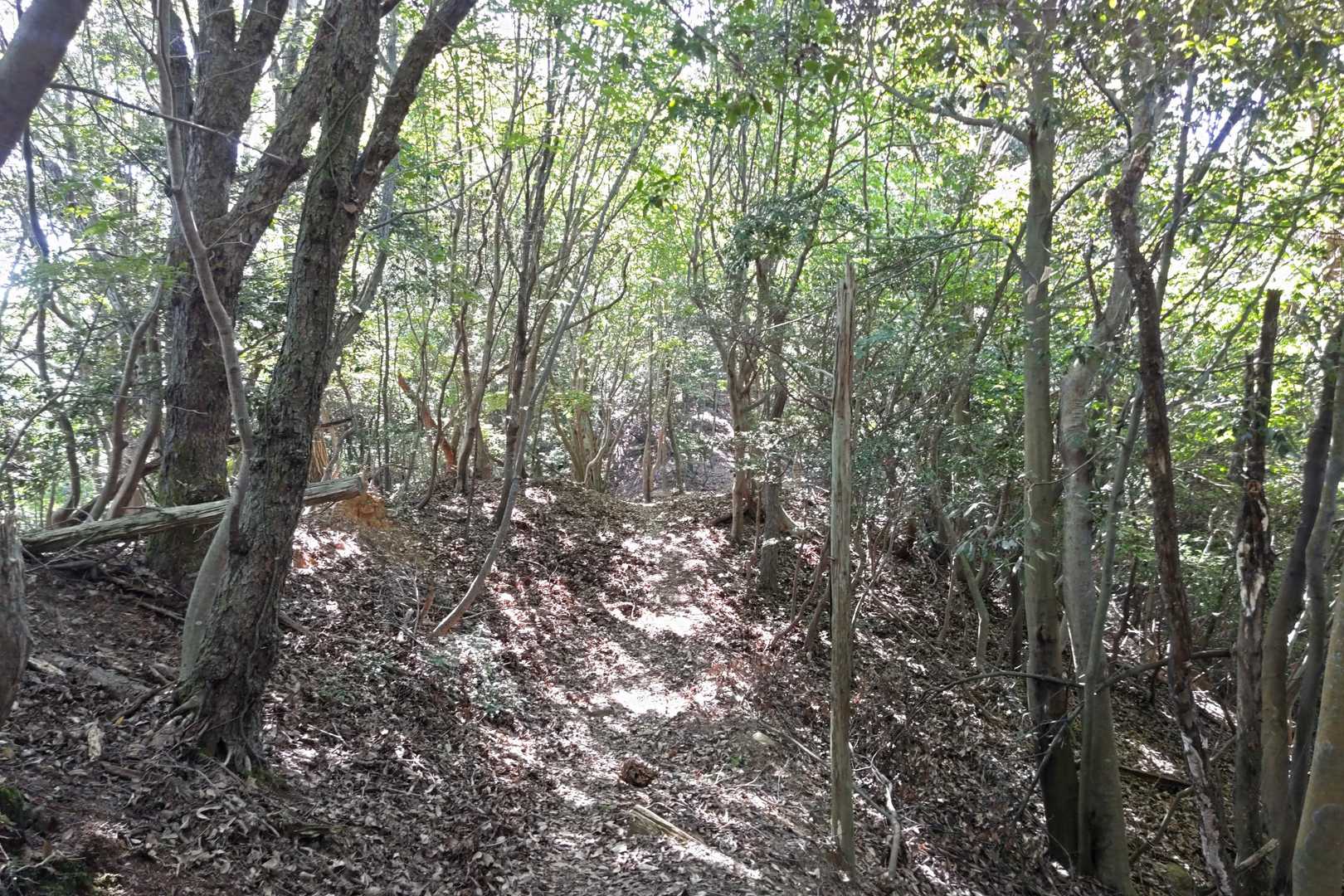 松子山-白鳥山 往復コースの写真