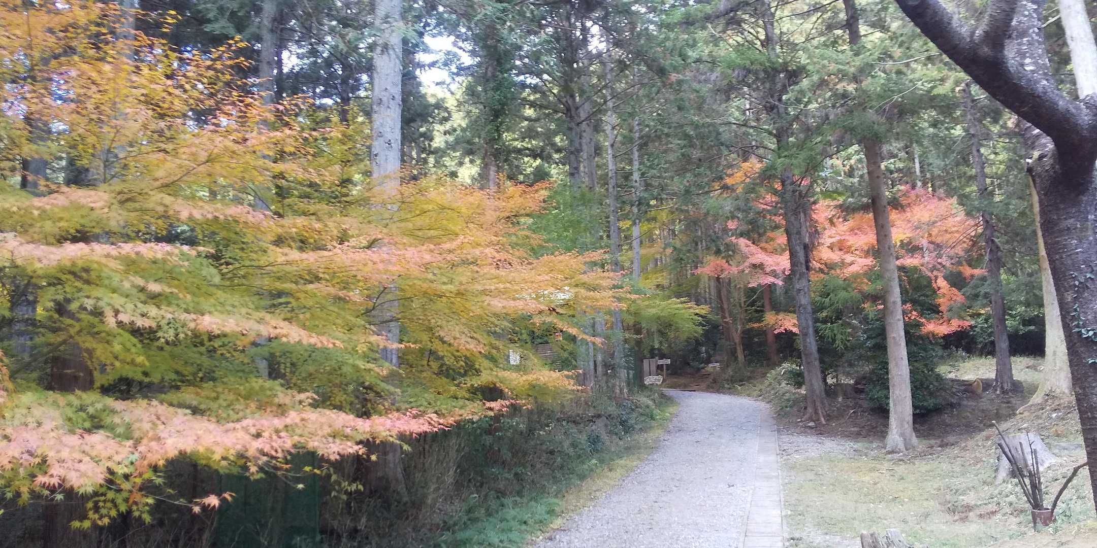 鬼沢八幡社-おおだ山 往復コースの写真
