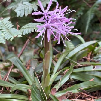 巨大なショウジョウバカマ