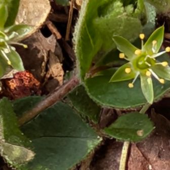 アオハコベ💚
花びらを落としたみたいに見えますね