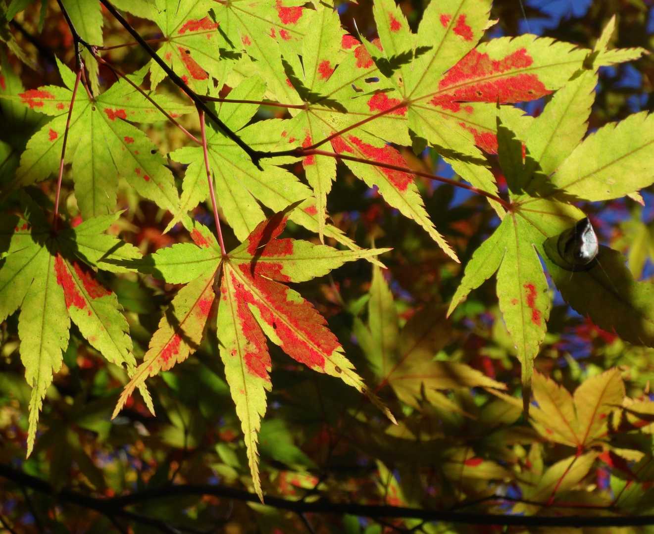 どうなればマダラになる⁉️
これはこれで芸術品😍🍁
